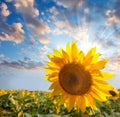 Sunflower against beautiful sky with sunbeam / summer Royalty Free Stock Photo