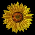 Sunflower Against Black Background Royalty Free Stock Photo