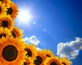 Sunflower against blue sky Royalty Free Stock Photo