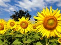 Sunflower against blue sky Royalty Free Stock Photo