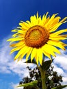 Sunflower against blue sky Royalty Free Stock Photo