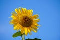 Sunflower against blue sky background at daylight Royalty Free Stock Photo