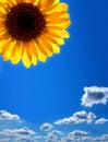 Sunflower against the blue sky Royalty Free Stock Photo