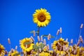Sunflower against the blue sky Royalty Free Stock Photo