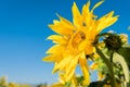 Sunflower against a blue sky with bee Royalty Free Stock Photo