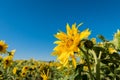 Sunflower against a blue sky with bee Royalty Free Stock Photo