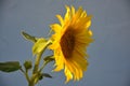 Sunflower against blue sky.Big Yellow Sunflower Filament In Blue Sky Background Sunflower Royalty Free Stock Photo