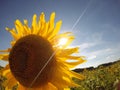 Sunflower Against Blue Sky With Sunbeam