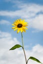 Sunflower against blue sky with white clouds. Royalty Free Stock Photo