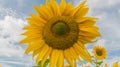 Sunflower against blue sky with white clouds Royalty Free Stock Photo