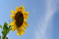 A sunflower against blue sky Royalty Free Stock Photo