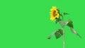 Sunflower against a green background
