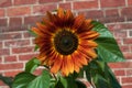 Sunflower against old brick wall Royalty Free Stock Photo