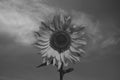 Sunflower against the sky in black and white photo Royalty Free Stock Photo