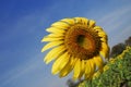 Sunflower against the wind Royalty Free Stock Photo