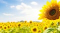 Sunflower Agriculture Banner on Blurred Sunny Nature Background: Vibrant Summer Sunflowers Field.