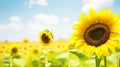 Sunflower Agriculture Banner on Blurred Sunny Nature Background: Vibrant Summer Sunflowers Field.