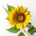 sunflower - ai generative image