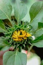 Sunflower is already to bloom Royalty Free Stock Photo