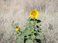 Sunflower amongst the wild grassses