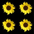 Sunflower is an annual plant native to the Americas.