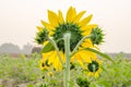 Sunflower Royalty Free Stock Photo