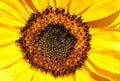Sunflower a background. Royalty Free Stock Photo