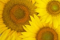 Sunflower background