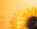 Sunflower background