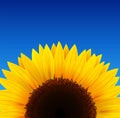 Sunflower background