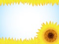 Sunflower background