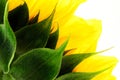 Sunflower background Royalty Free Stock Photo