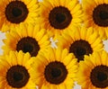 Sunflower Background