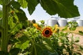 Sunflower on a background of agricultural silos