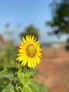 Sunflower background blue sky Royalty Free Stock Photo