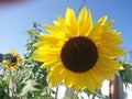 Sunflower on a background of blue sky