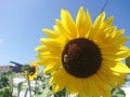 Sunflower on a background of blue sky