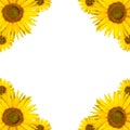 Sunflower background copyspace Royalty Free Stock Photo