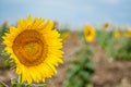 Sunflower on background of clouds and blue sky