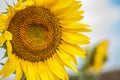 Sunflower on background of clouds and blue sky