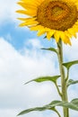 Sunflower on background of clouds and blue sky Royalty Free Stock Photo