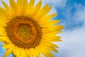 Sunflower on background of clouds and blue sky Royalty Free Stock Photo