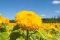 Sunflower on a background of clouds and blue sky. Royalty Free Stock Photo