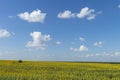 Sunflower on a background field of blooming sunflowers Royalty Free Stock Photo