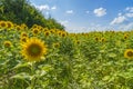 Sunflower on a background field of blooming sunflowers Royalty Free Stock Photo