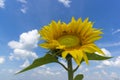 Sunflower on a background field of blooming sunflowers Royalty Free Stock Photo