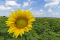 Sunflower on a background field of blooming sunflowers Royalty Free Stock Photo