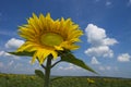 Sunflower on a background field of blooming sunflowers Royalty Free Stock Photo