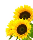 Sunflower background image isolated on white Royalty Free Stock Photo