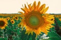 Sunflower on a background of sky and fields of sunflowers. Sunflowers and bees